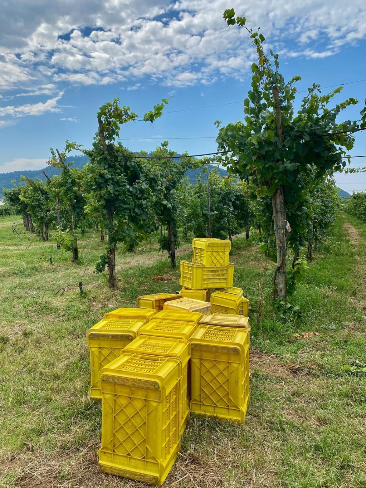 La Corte Del Bona - Vicino Alle Cantine E A Circa 15 Minuti Dal Lago Di Iseo - Apartment Erbusco Exterior photo